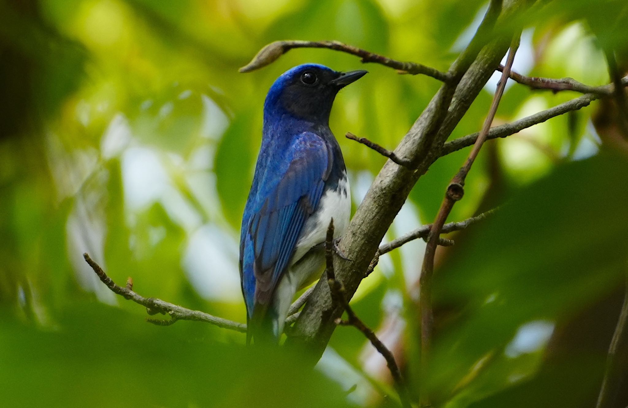 Photo of Blue-and-white Flycatcher at 天王寺公園(大阪市) by アルキュオン