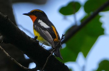 Narcissus Flycatcher 天王寺公園(大阪市) Wed, 4/17/2024