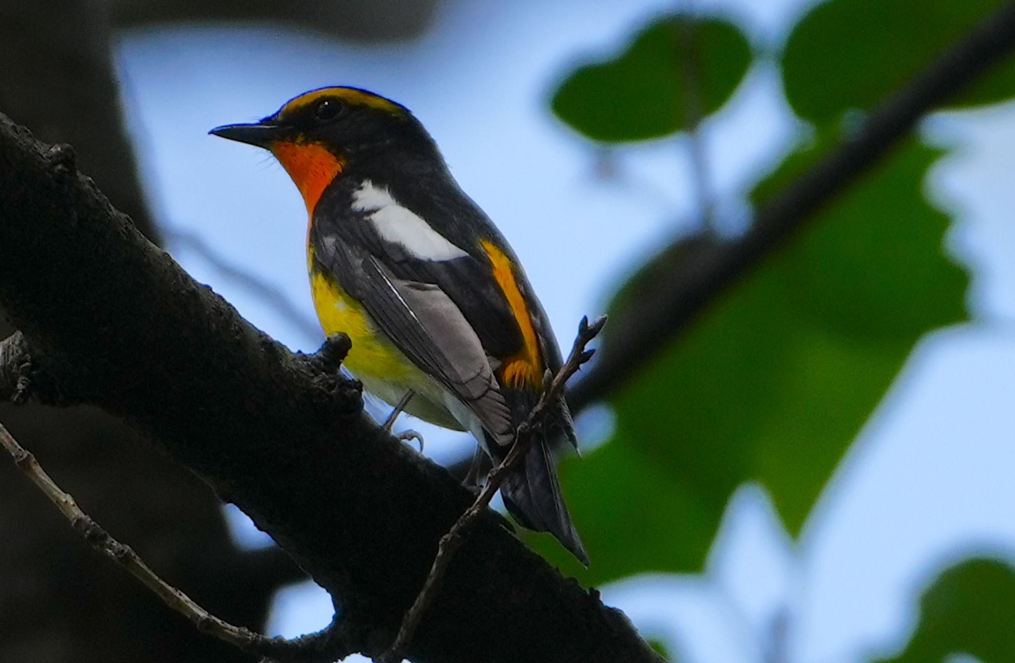 Photo of Narcissus Flycatcher at 天王寺公園(大阪市) by アルキュオン