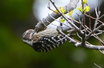 Japanese Pygmy Woodpecker 天王寺公園(大阪市) Wed, 4/17/2024