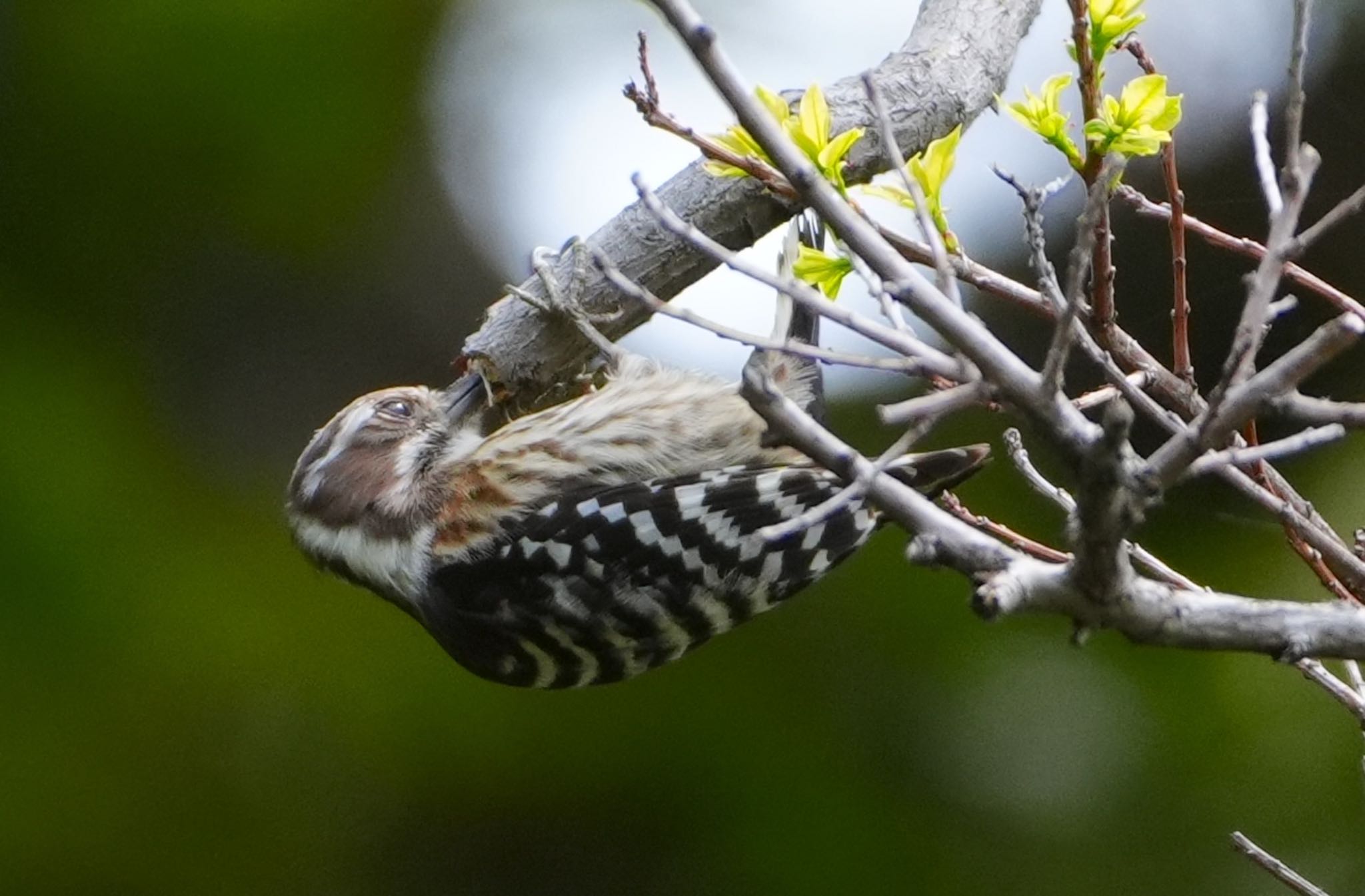 Photo of Japanese Pygmy Woodpecker at 天王寺公園(大阪市) by アルキュオン