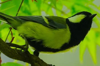 シジュウカラ 天王寺公園(大阪市) 2024年4月17日(水)