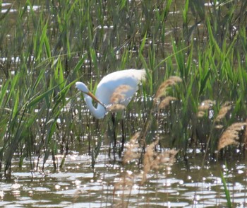 ダイサギ 葛西臨海公園 2024年4月13日(土)