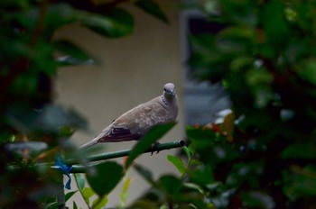 Eurasian Collared Dove 埼玉県東部 Sun, 8/20/2017