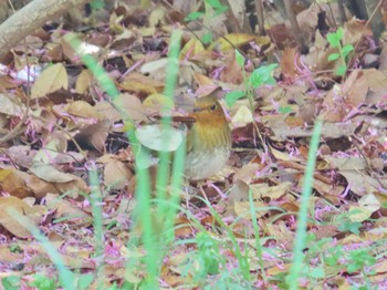 Japanese Robin Osaka castle park Wed, 4/17/2024