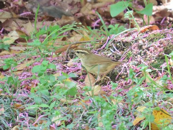 Wed, 4/17/2024 Birding report at Osaka castle park