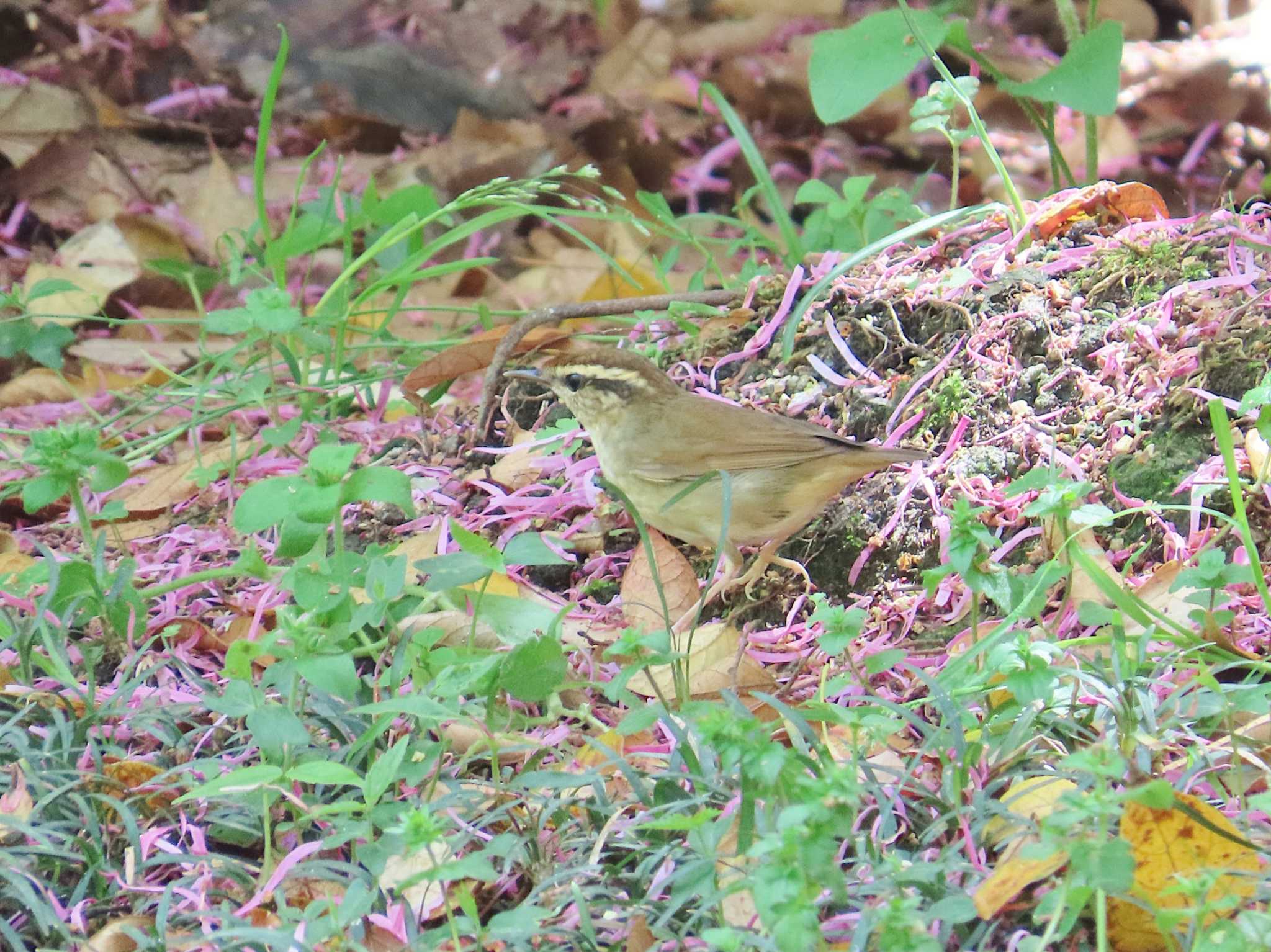 Photo of Asian Stubtail at Osaka castle park by Toshihiro Yamaguchi