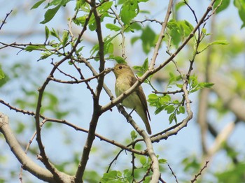 Blue-and-white Flycatcher Osaka castle park Wed, 4/17/2024