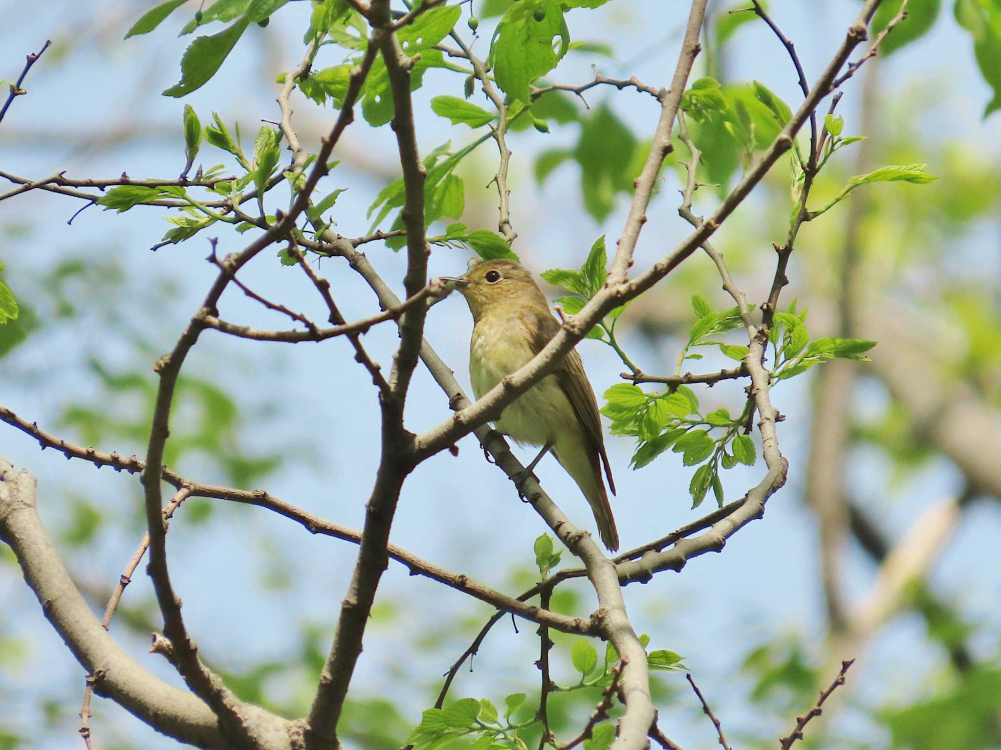 Photo of Blue-and-white Flycatcher at Osaka castle park by Toshihiro Yamaguchi