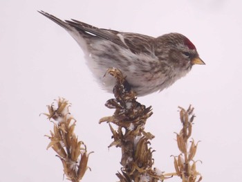 Common Redpoll Makomanai Park Fri, 1/26/2024