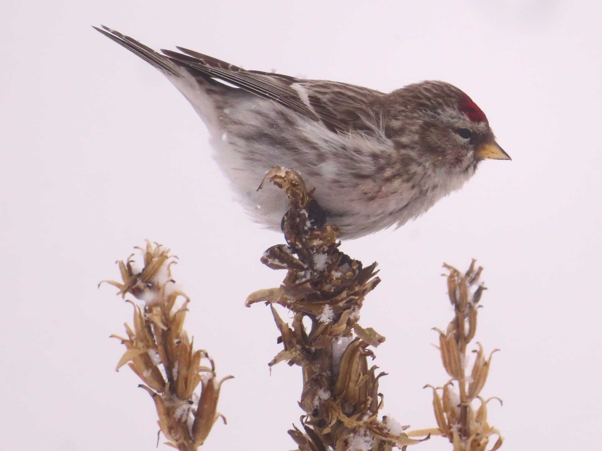 Common Redpoll