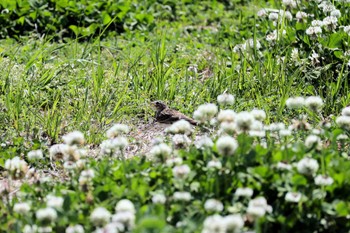 Eurasian Skylark 千葉県市川市 Wed, 4/17/2024