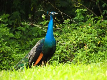 Indian Peafowl Ishigaki Island Tue, 4/9/2024