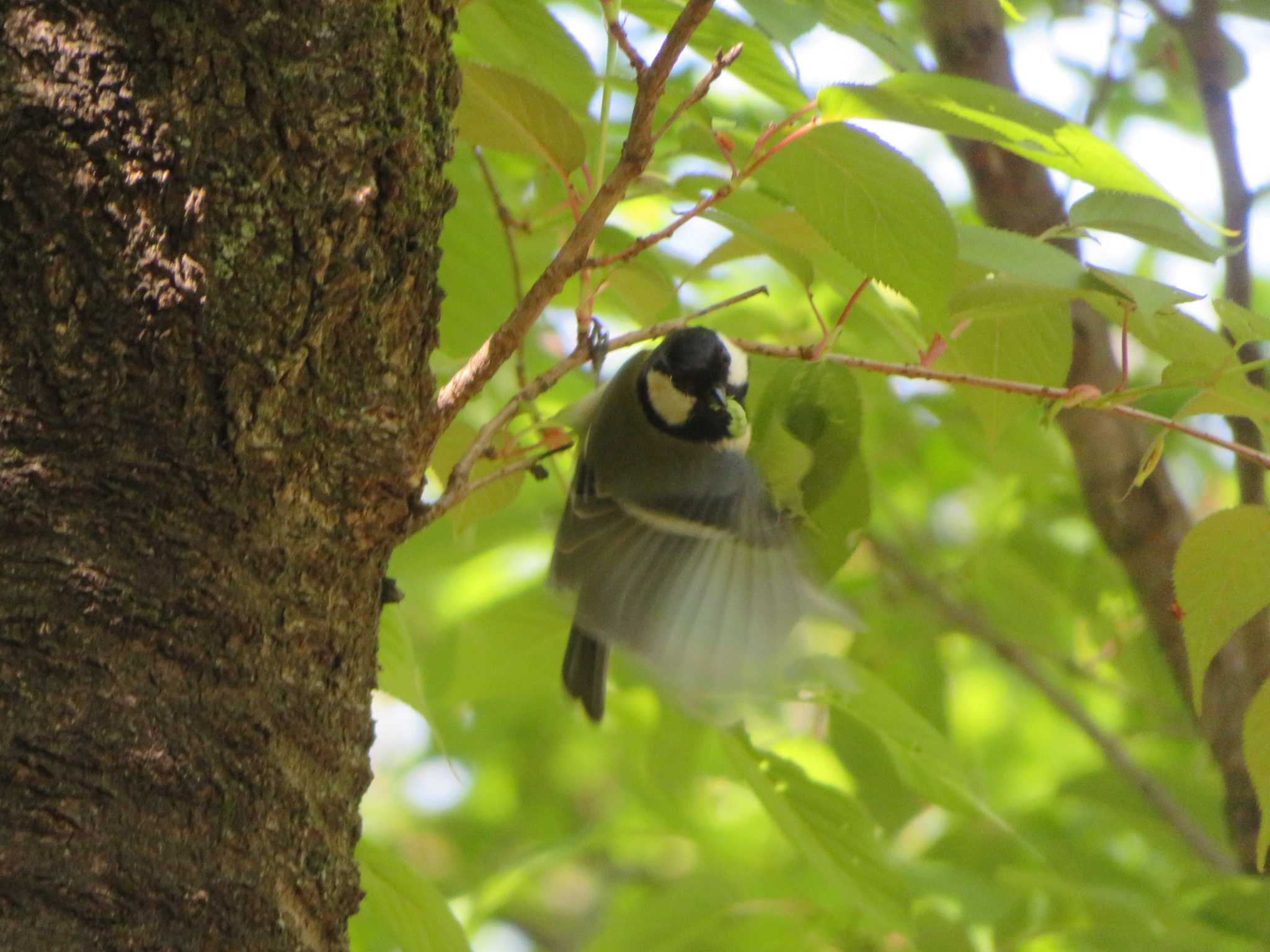 Photo of Japanese Tit at  by KAT