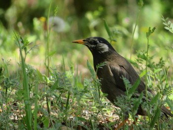 White-cheeked Starling Unknown Spots Wed, 4/17/2024