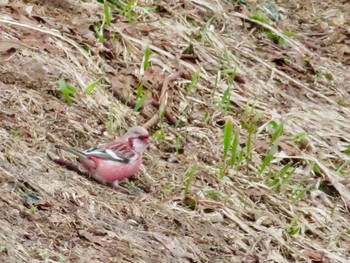 Siberian Long-tailed Rosefinch 倶知安町 Wed, 4/17/2024