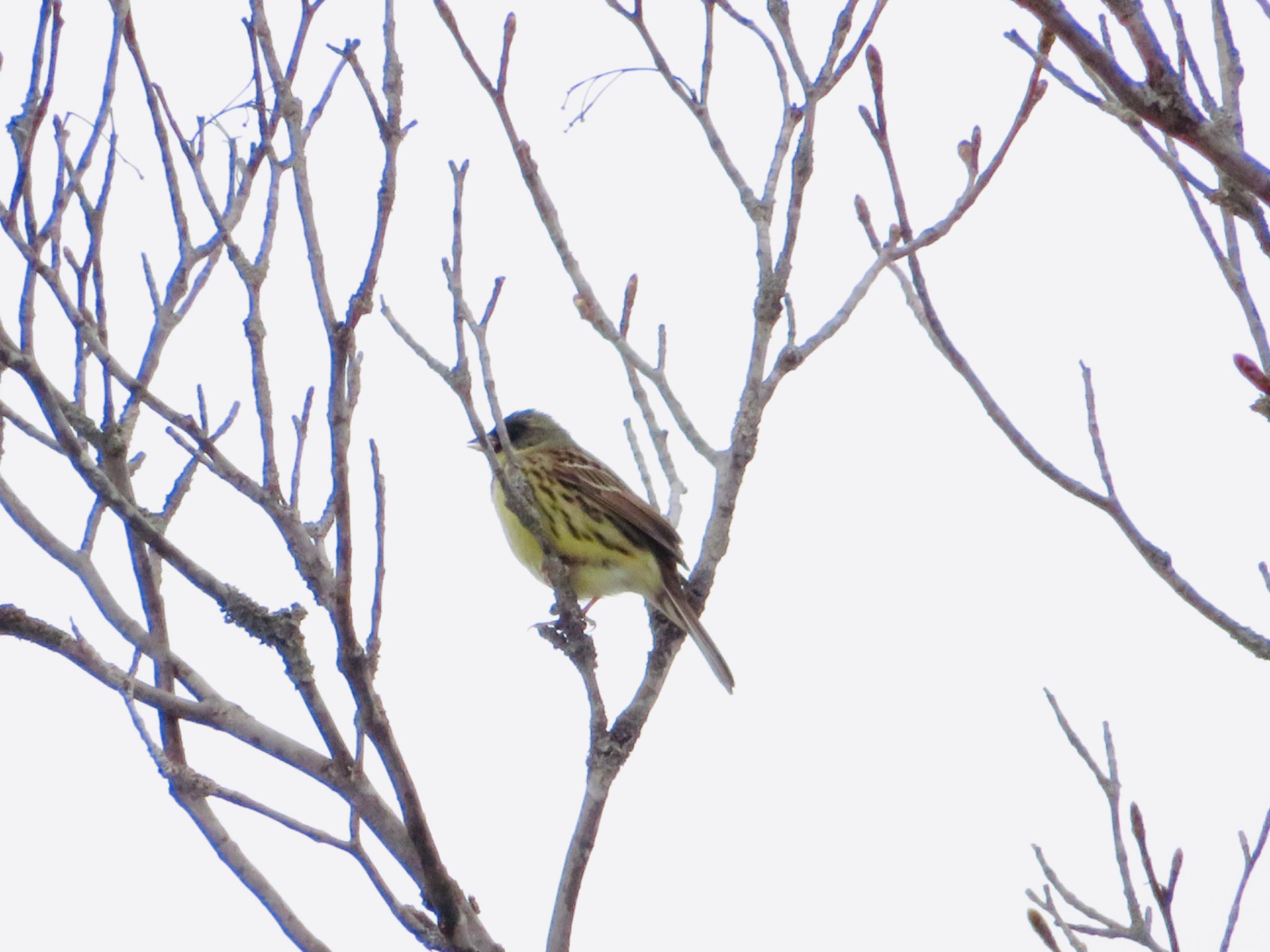 Photo of Masked Bunting at 倶知安町 by ユウ@道民