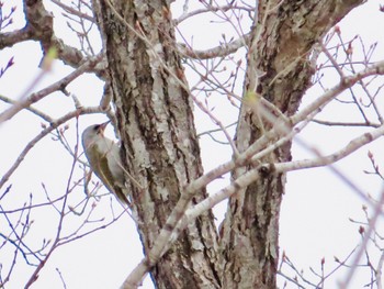 Grey-headed Woodpecker 倶知安町 Wed, 4/17/2024