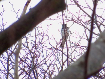 Japanese Thrush 倶知安町 Wed, 4/17/2024