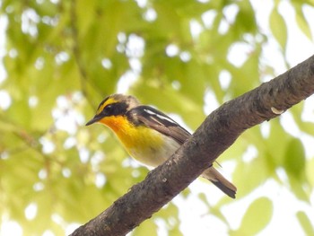 Narcissus Flycatcher Osaka castle park Wed, 4/17/2024