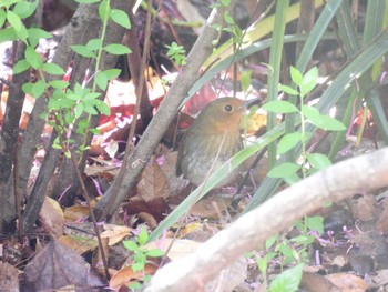 Japanese Robin Osaka castle park Wed, 4/17/2024