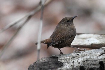 2024年2月17日(土) 桐生自然観察の森の野鳥観察記録