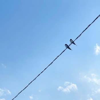 Barn Swallow 自宅敷地内電線 Wed, 4/17/2024