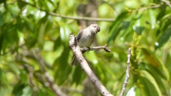 2024年4月17日(水) 奈良県の野鳥観察記録