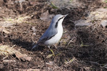 Eurasian Nuthatch(asiatica) Makomanai Park Sat, 4/6/2024