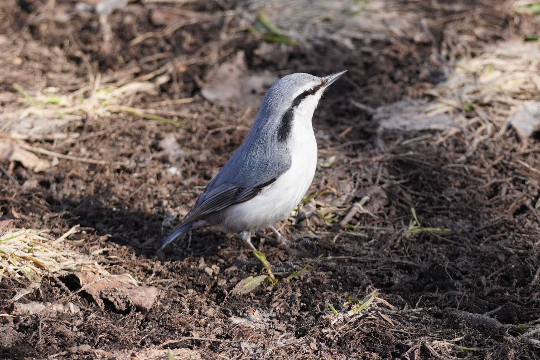 Photo of Eurasian Nuthatch(asiatica) at Makomanai Park by くまちん