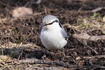 Eurasian Nuthatch(asiatica) Makomanai Park Sat, 4/6/2024