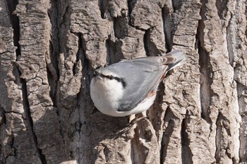 Eurasian Nuthatch(asiatica) Makomanai Park Sat, 4/6/2024