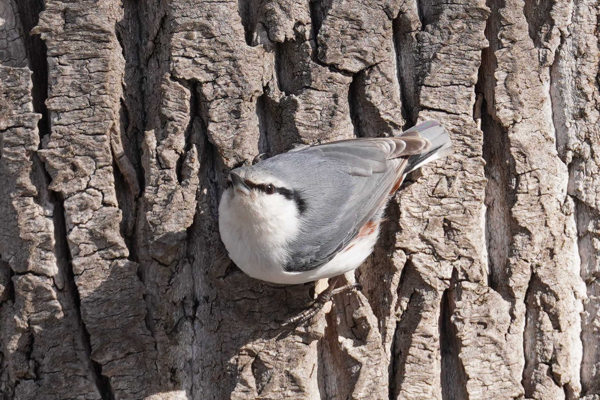 Photo of Eurasian Nuthatch(asiatica) at Makomanai Park by くまちん