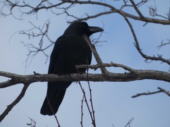 Large-billed Crow 札幌市北区 Thu, 2/8/2024