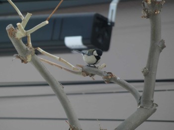 Japanese Tit 札幌市北区 Thu, 2/8/2024