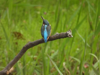 カワセミ 葛西臨海公園 2024年4月17日(水)