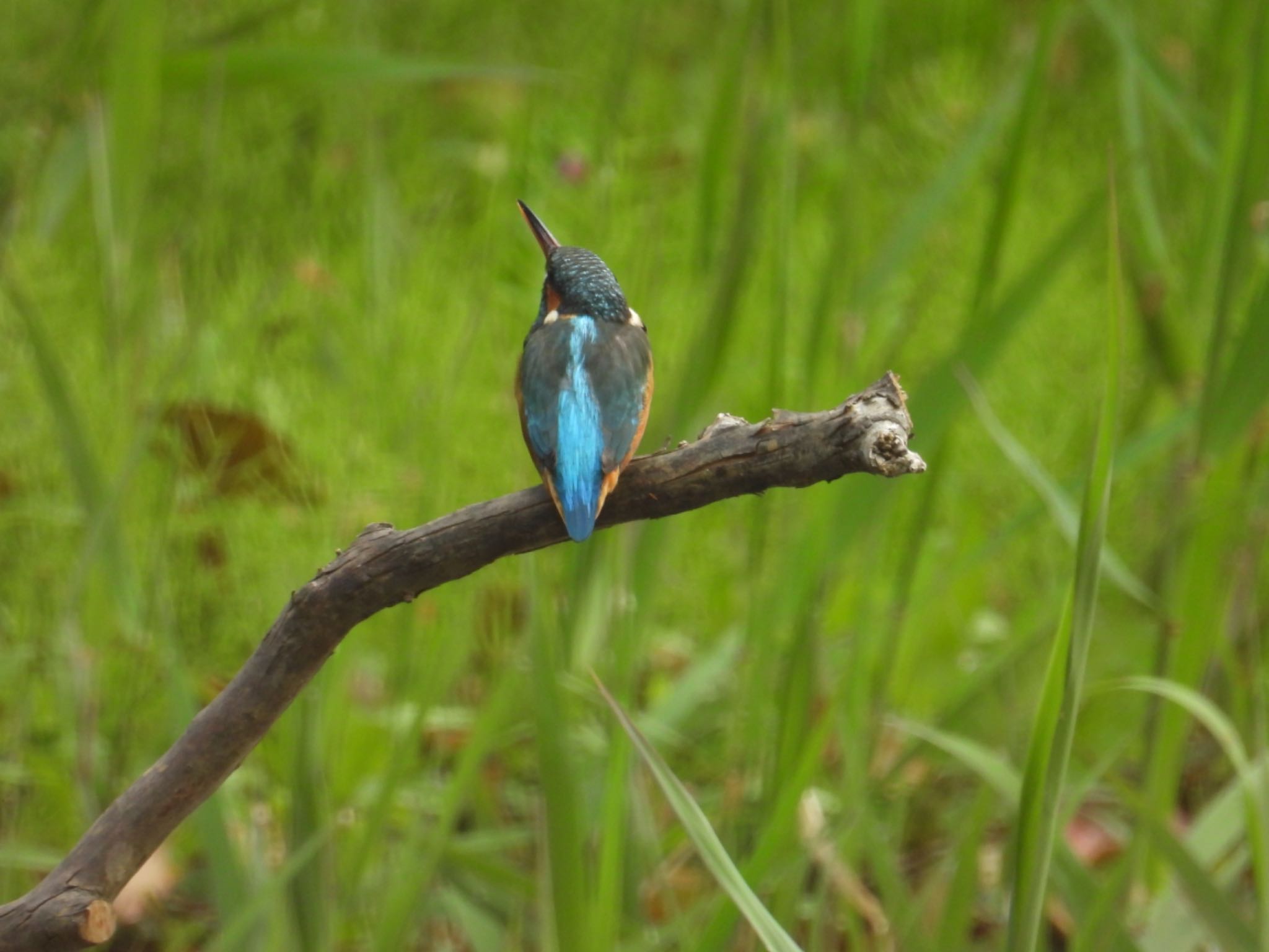 カワセミ