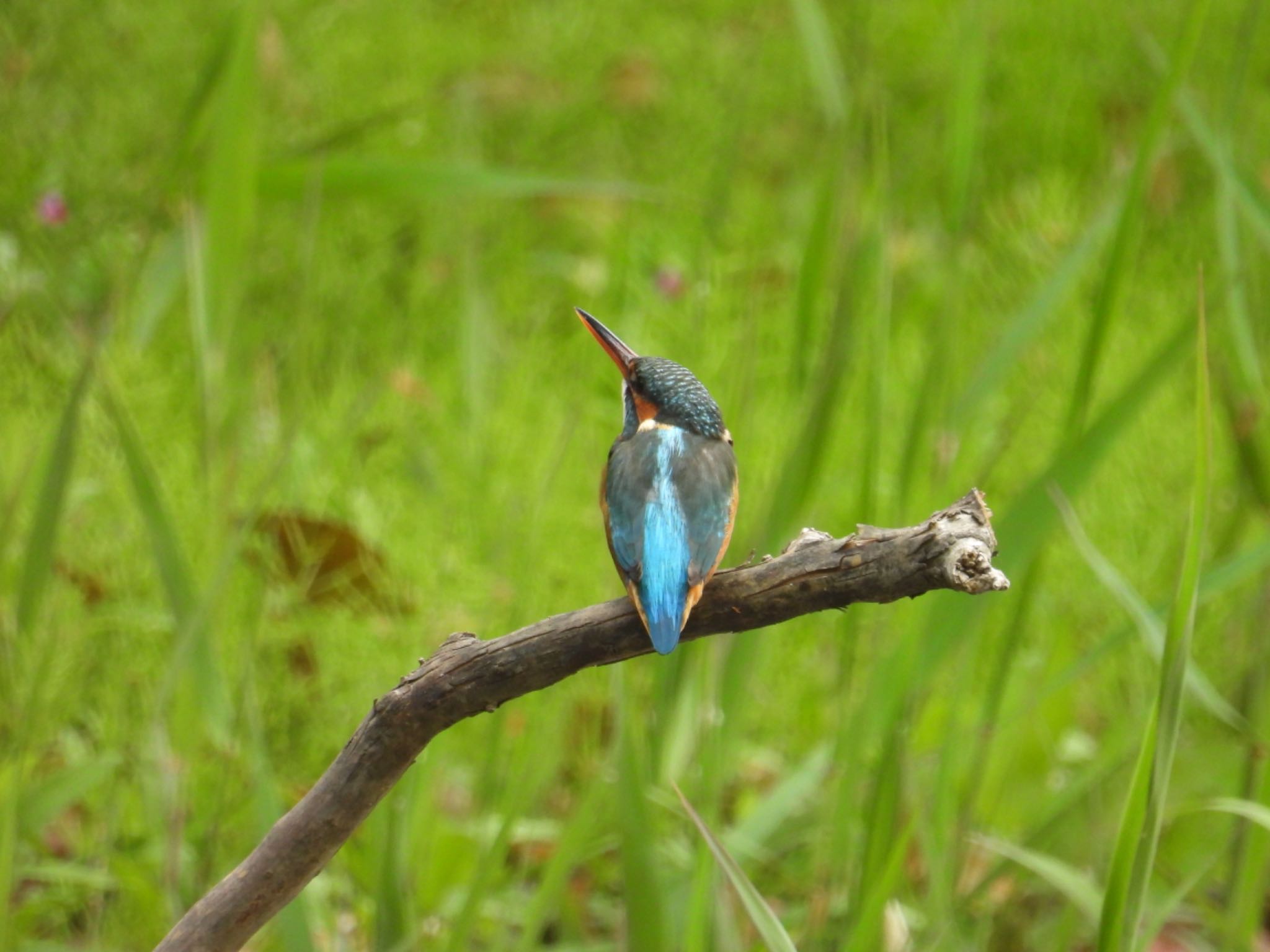 Photo of Common Kingfisher at Kasai Rinkai Park by yuco