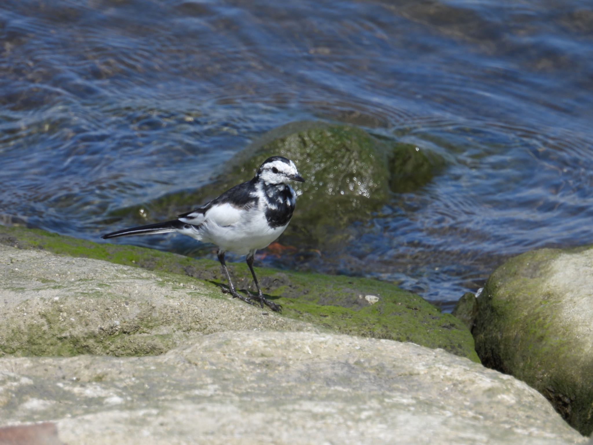 White Wagtail