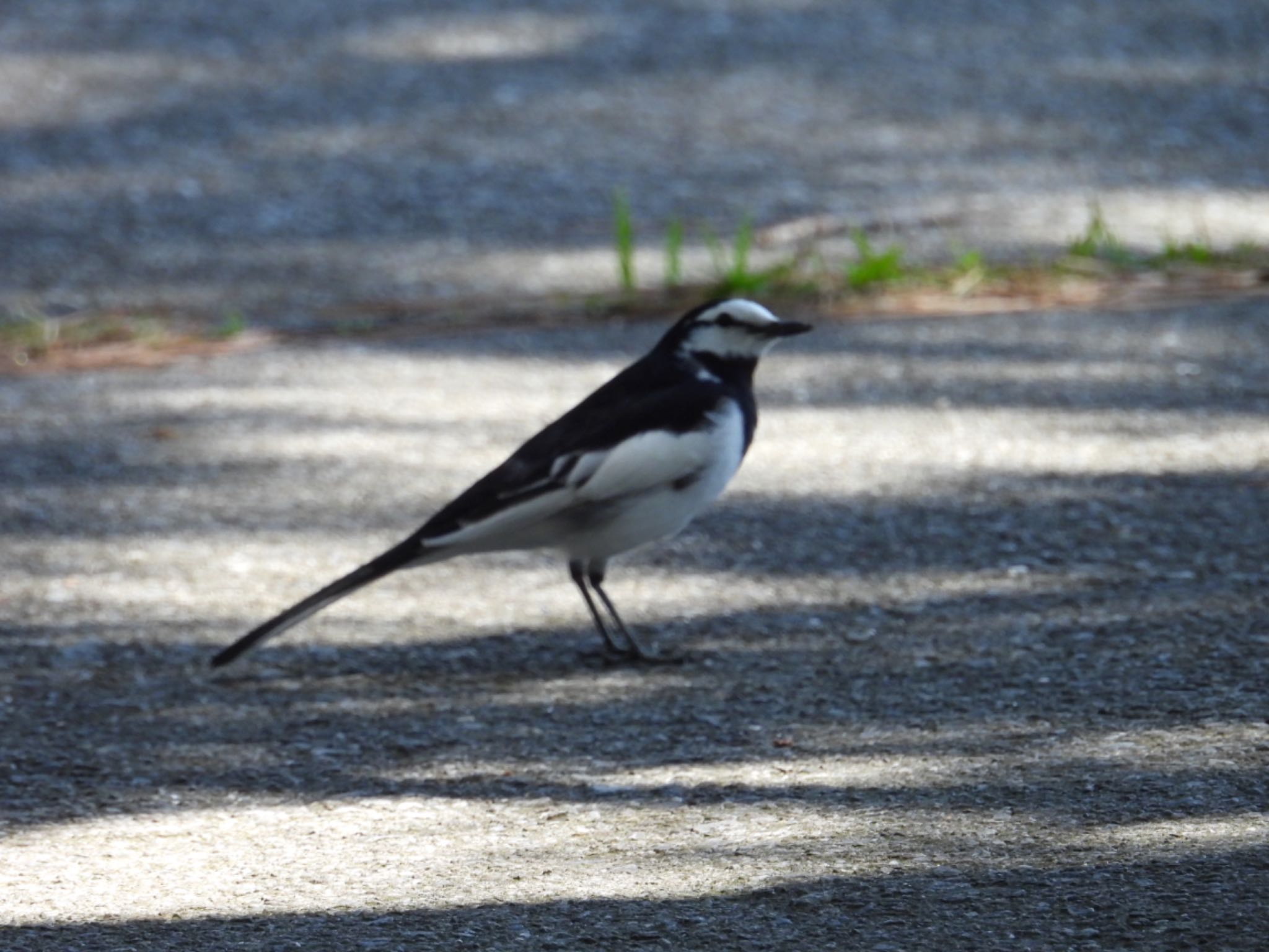 Photo of White Wagtail at Kasai Rinkai Park by yuco