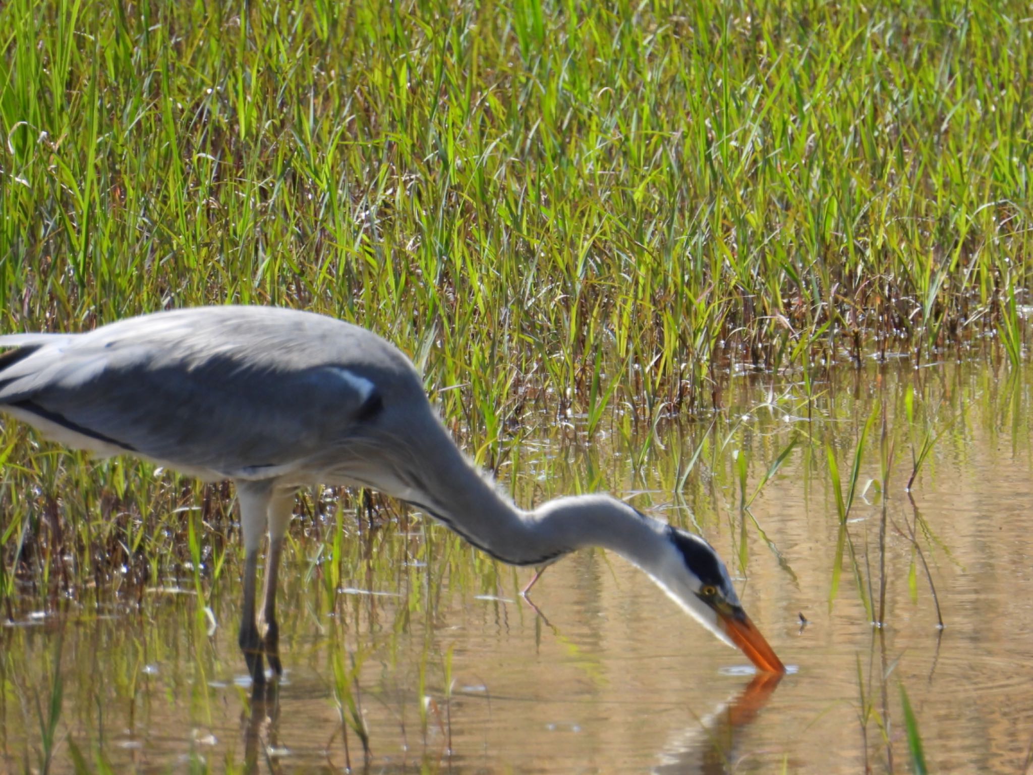 Photo of Grey Heron at Kasai Rinkai Park by yuco