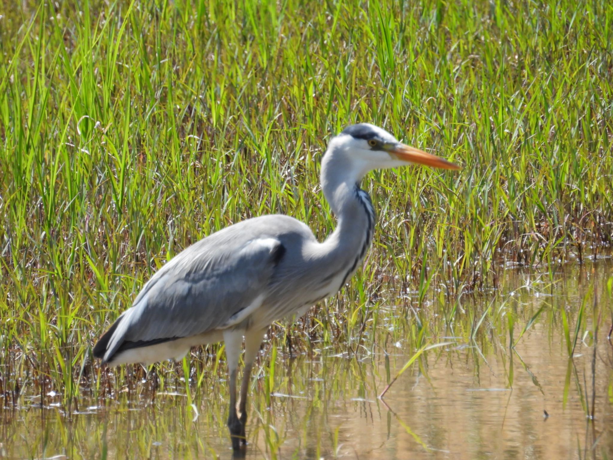 Photo of Grey Heron at Kasai Rinkai Park by yuco