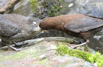 カワガラス 養老公園 2024年4月14日(日)