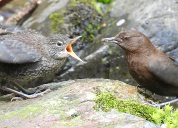 カワガラス 養老公園 2024年4月14日(日)