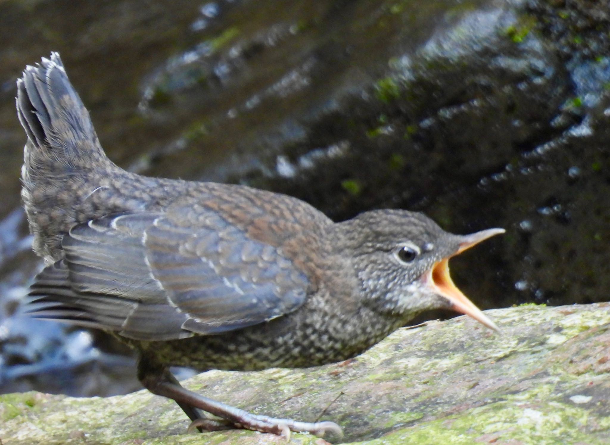 Brown Dipper