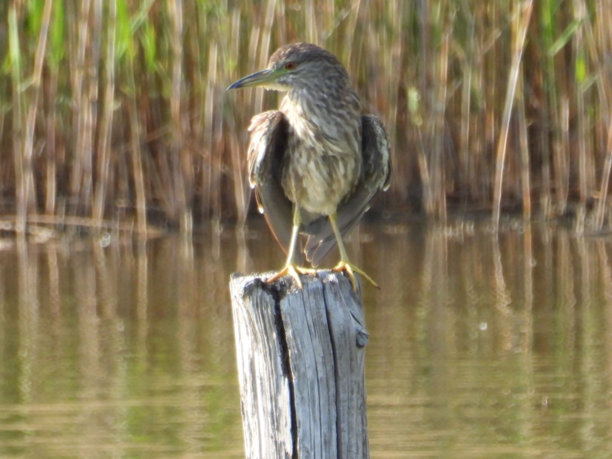 Black-crowned Night Heron