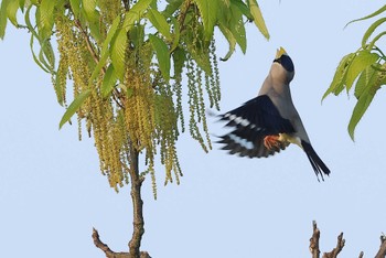 Japanese Grosbeak 愛知県 Sun, 4/14/2024