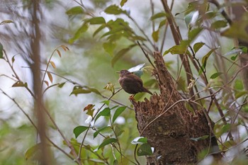 Eurasian Wren(mosukei) Miyakejima Island Sun, 4/14/2024