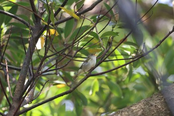 Ijima's Leaf Warbler Miyakejima Island Sun, 4/14/2024