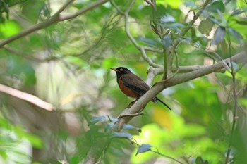 Izu Thrush Miyakejima Island Sun, 4/14/2024